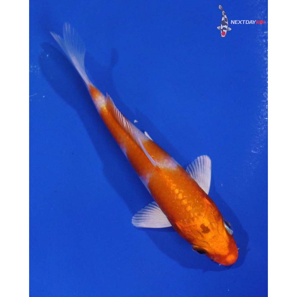4” Imported Hariwake