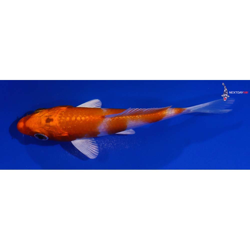 4” Imported Hariwake