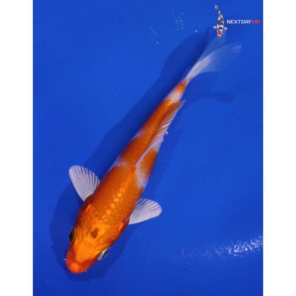 4” Imported Hariwake