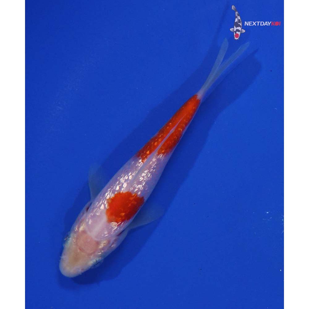 4” Imported Gin Rin Kohaku