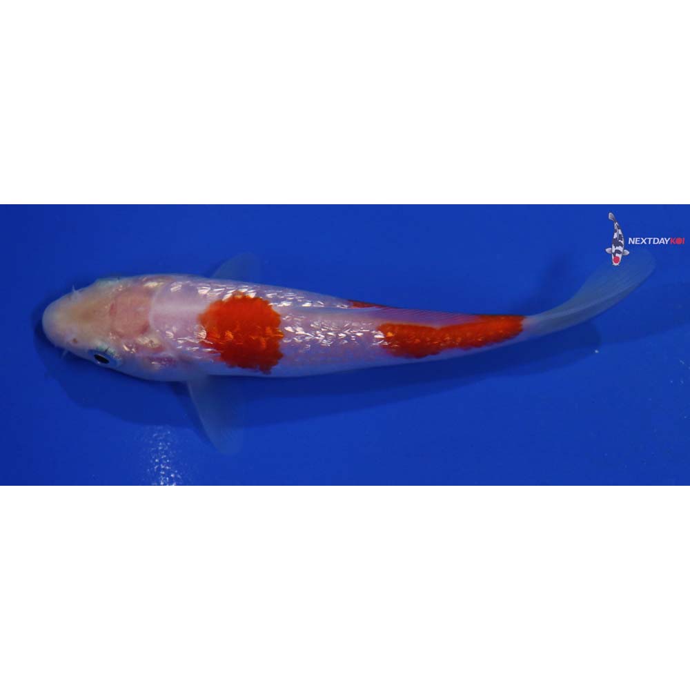 4” Imported Gin Rin Kohaku