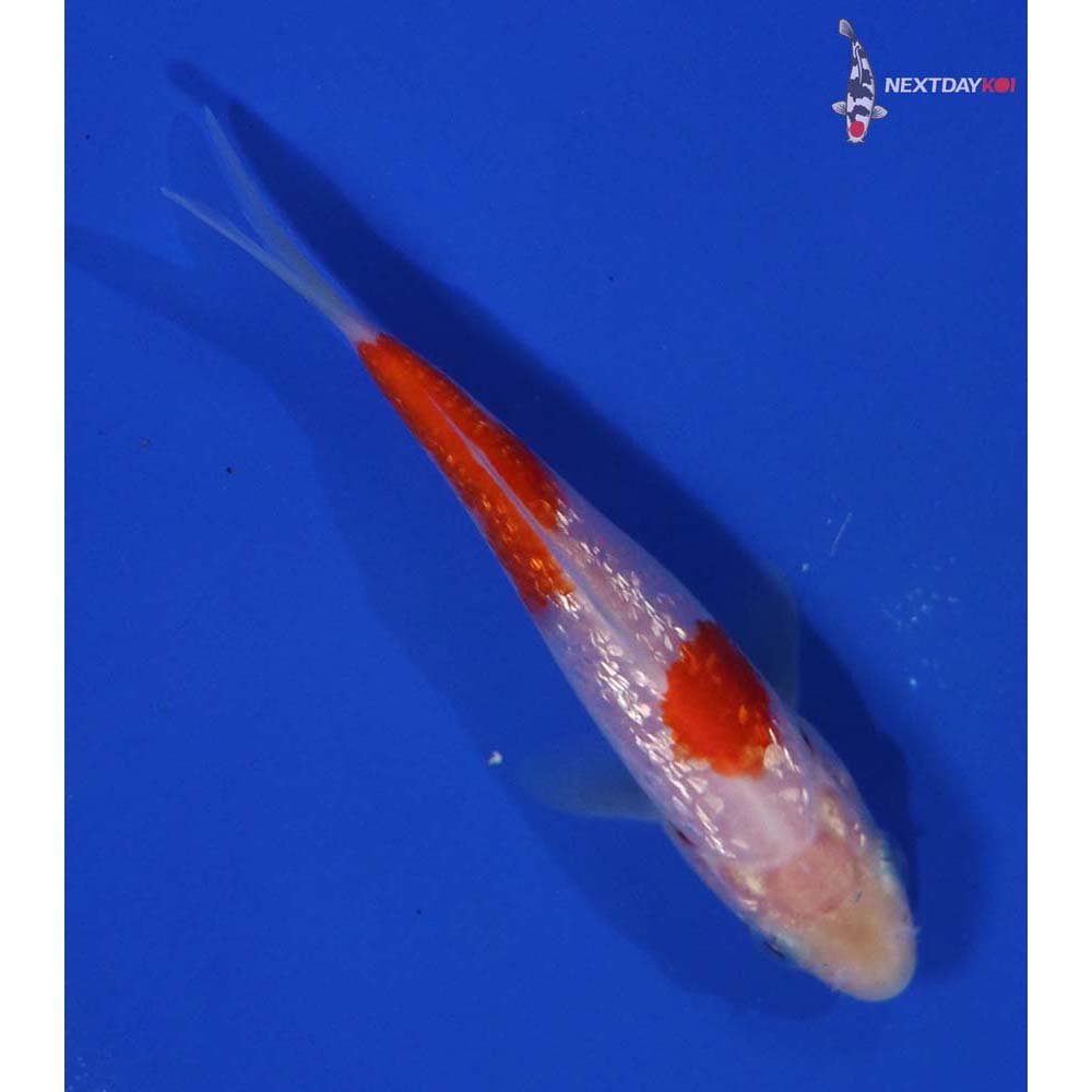 4” Imported Gin Rin Kohaku