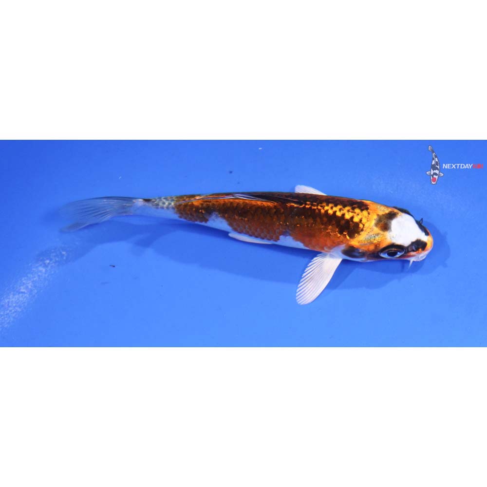 4.5” Imported Kin Kikokuryu