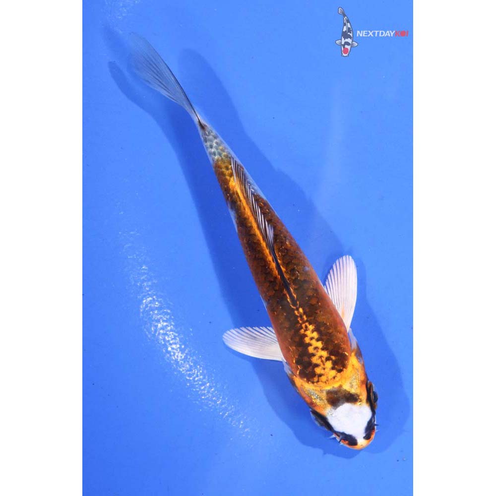 4.5” Imported Kin Kikokuryu