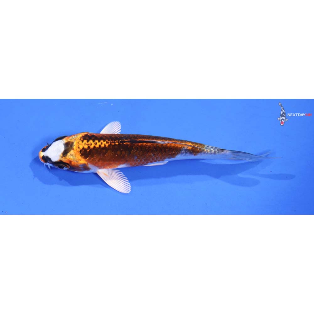 4.5” Imported Kin Kikokuryu