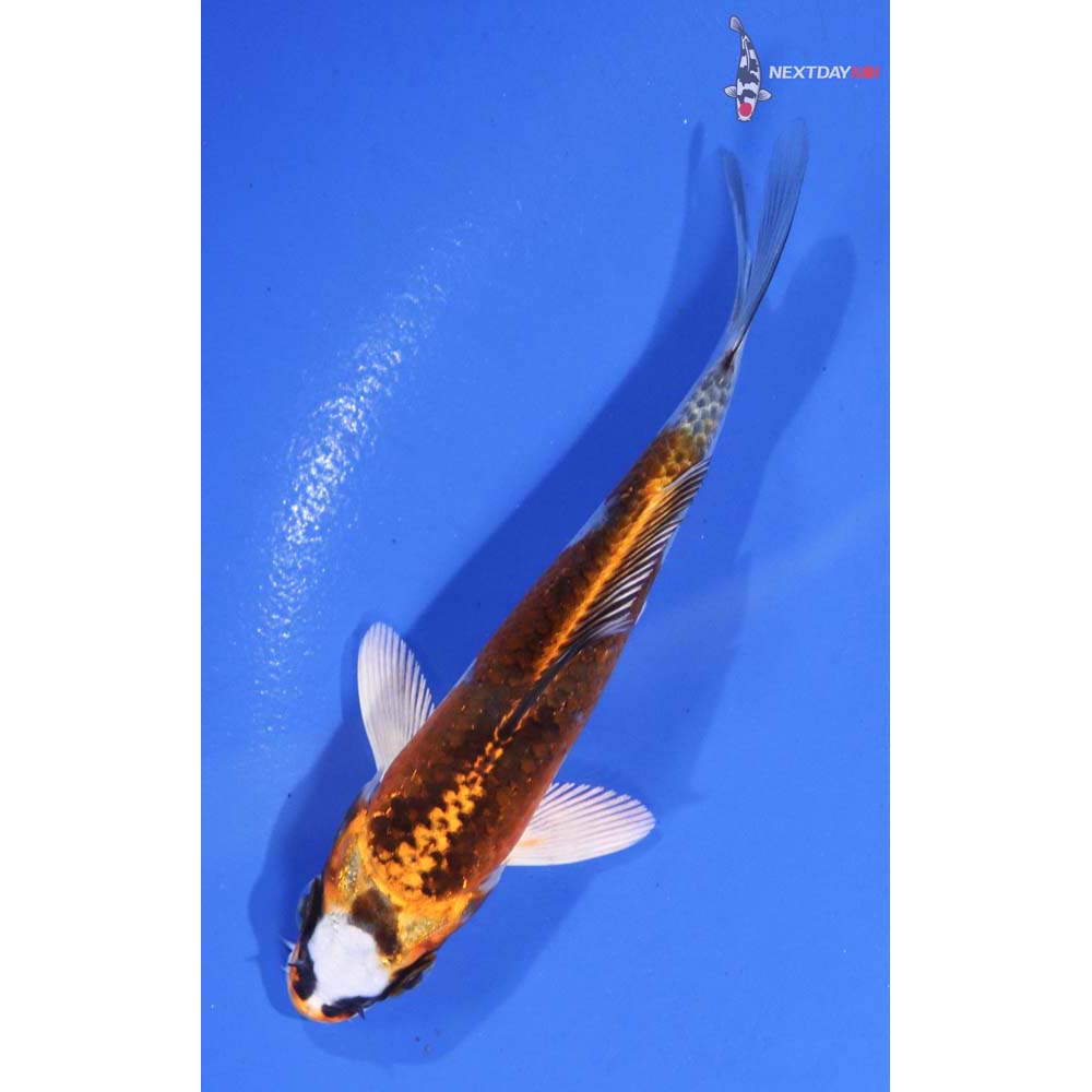 4.5” Imported Kin Kikokuryu