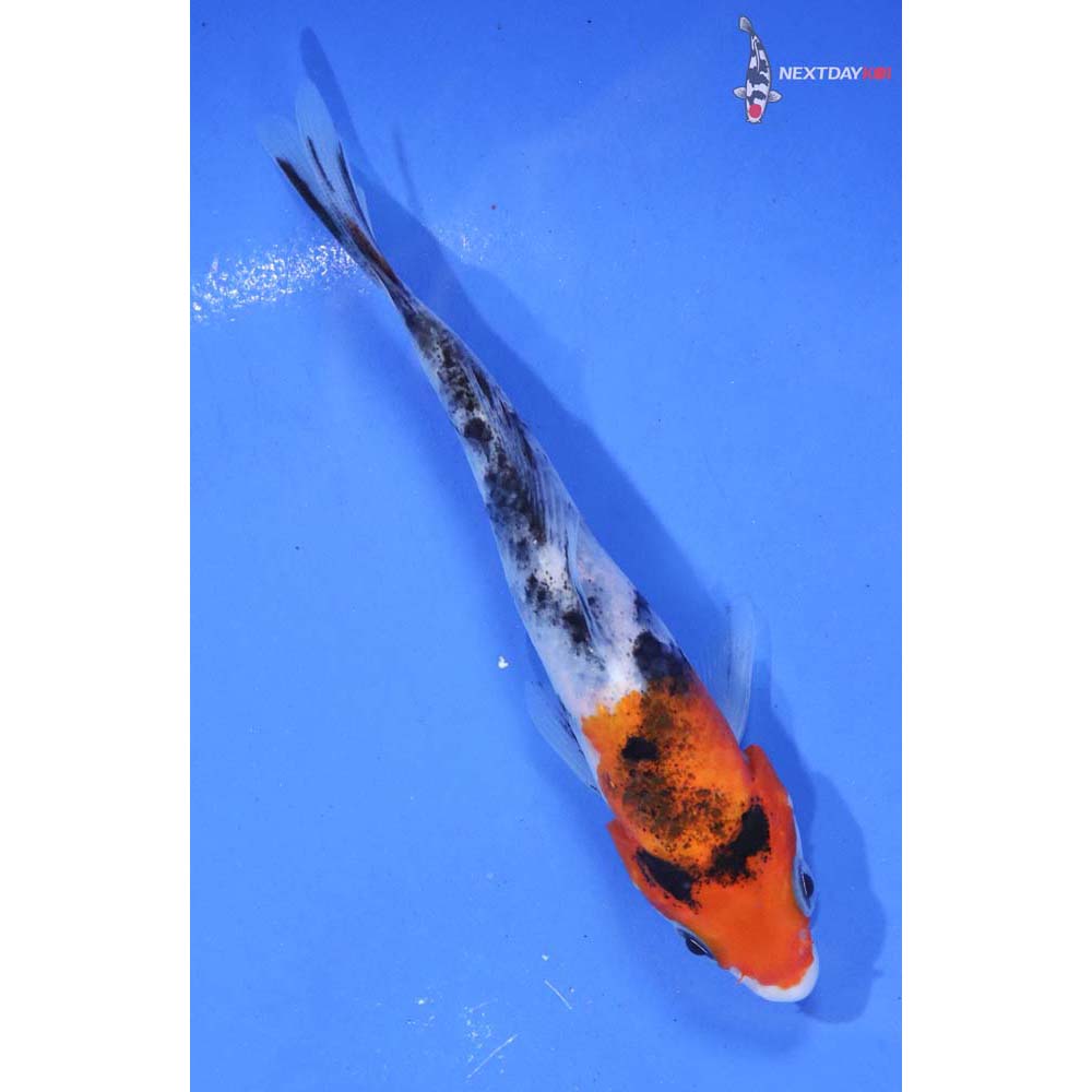 4.5” Imported Sanke