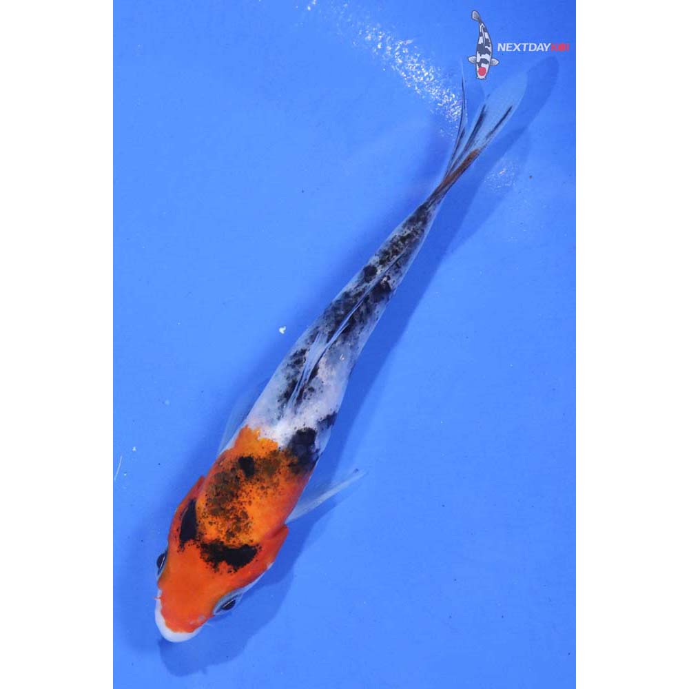 4.5” Imported Sanke