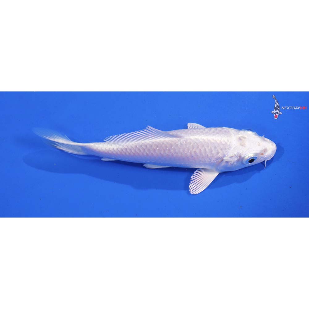 4.5” Imported Platinum Ogon