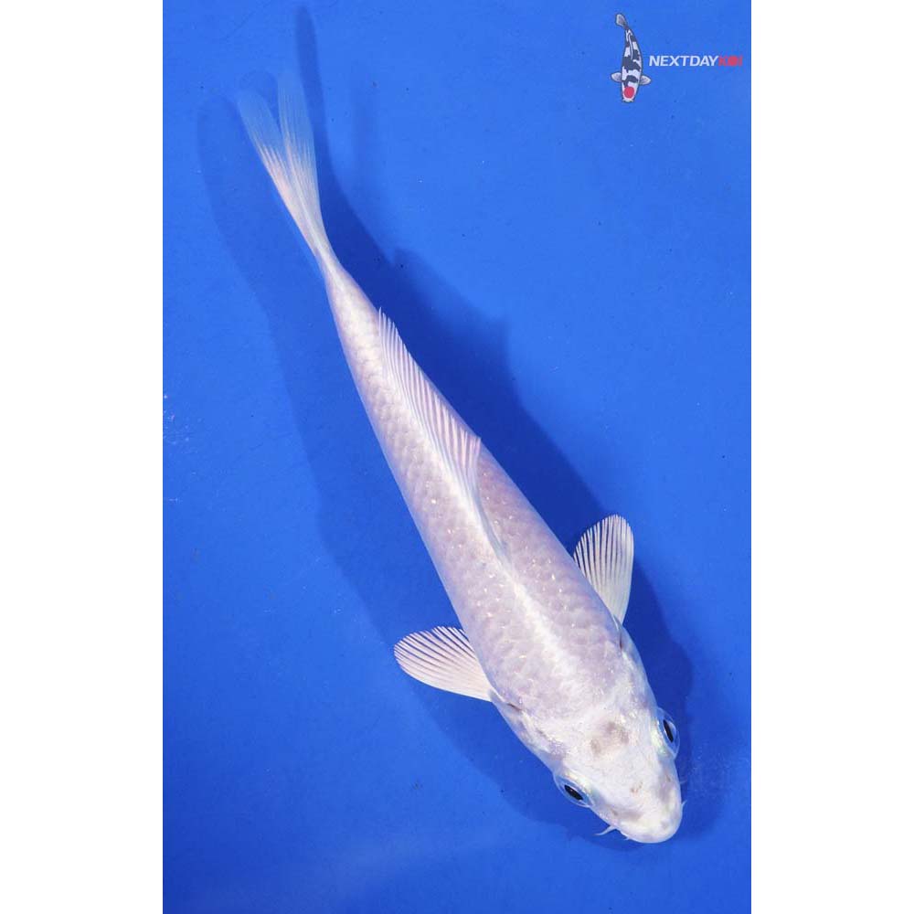 4.5” Imported Platinum Ogon