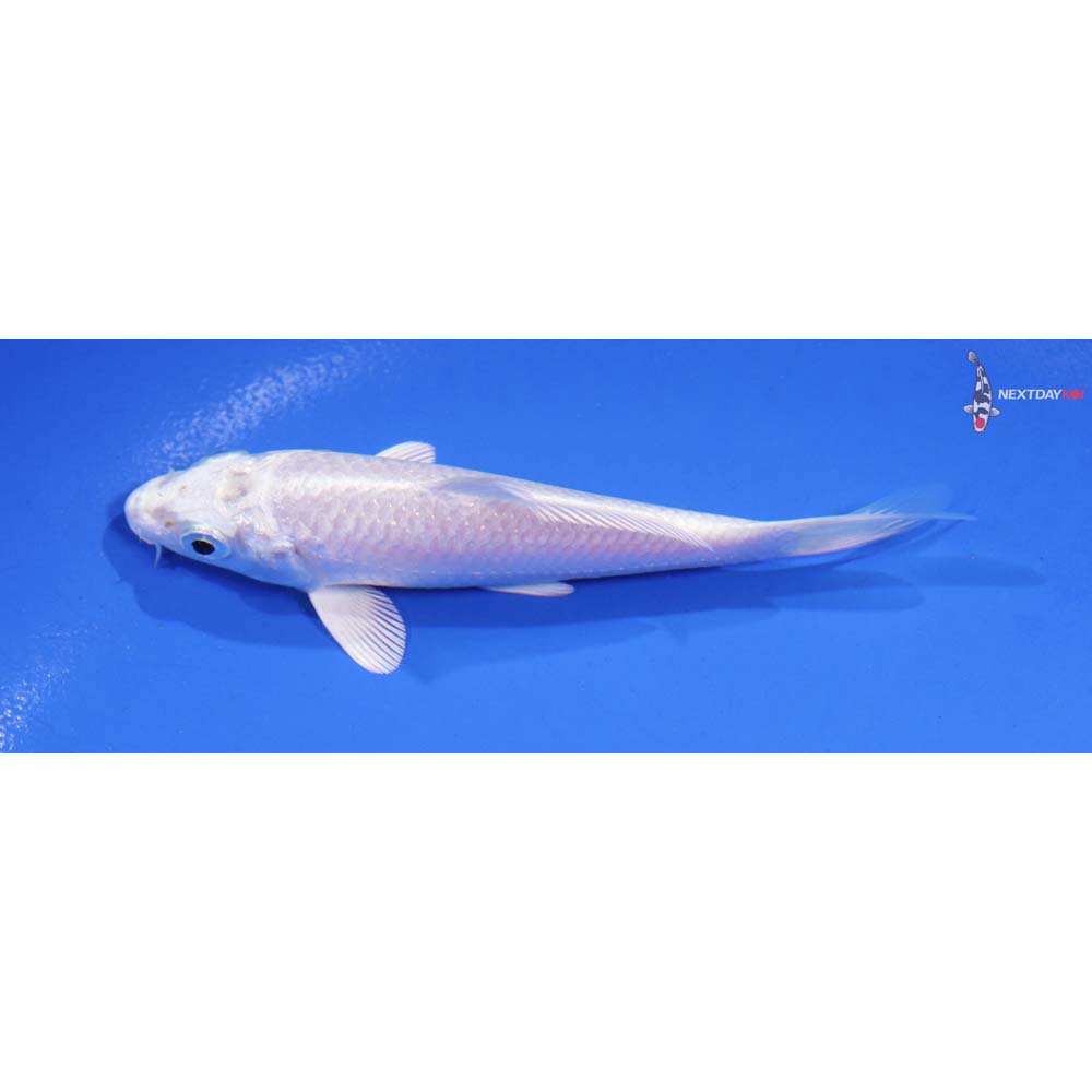 4.5” Imported Platinum Ogon