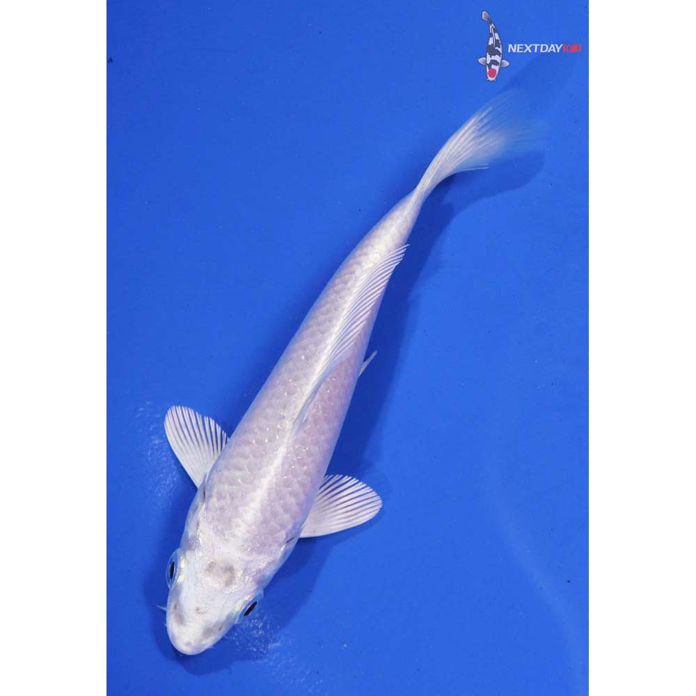 4.5” Imported Platinum Ogon