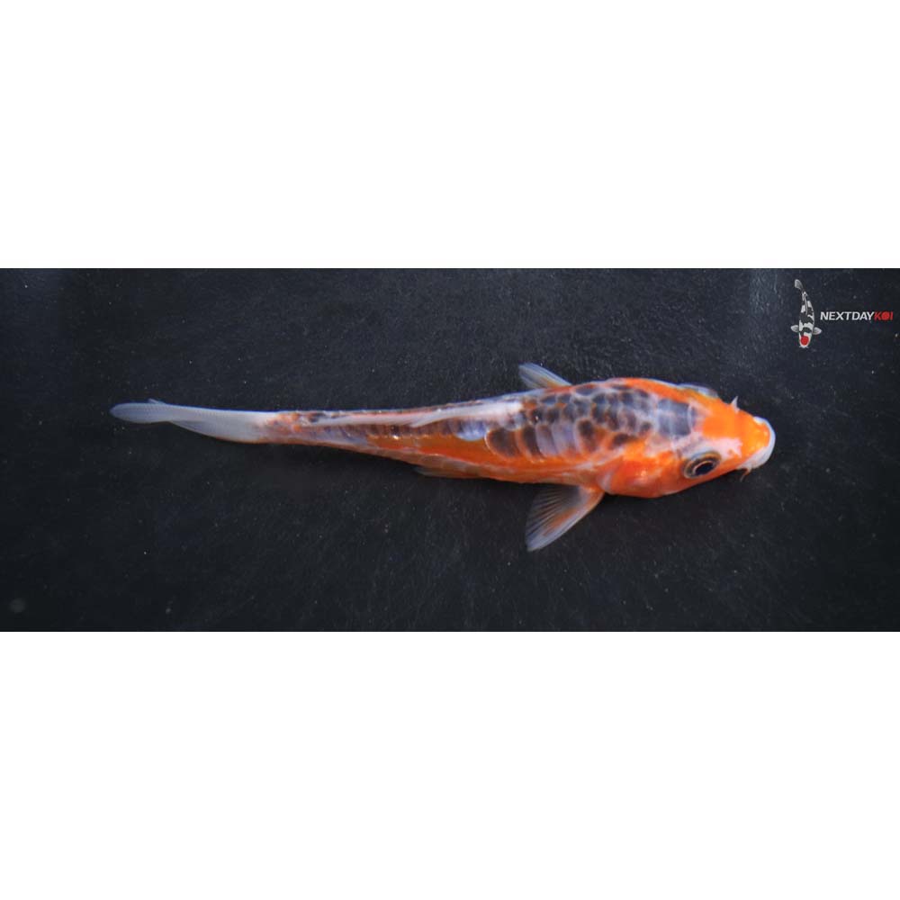 4” Imported Shusui