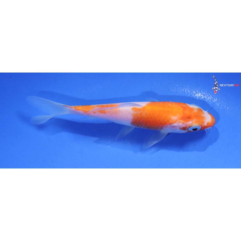4.5” Imported Kohaku