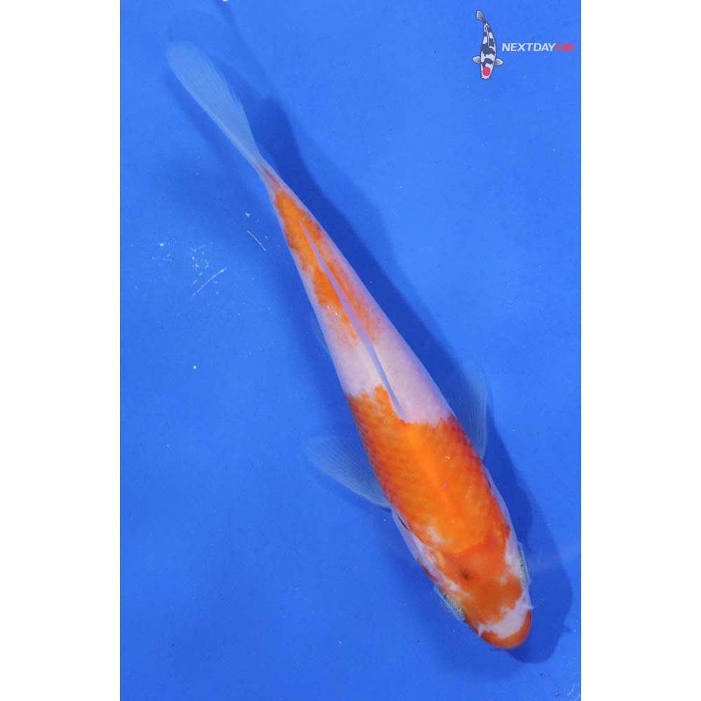 4.5” Imported Kohaku