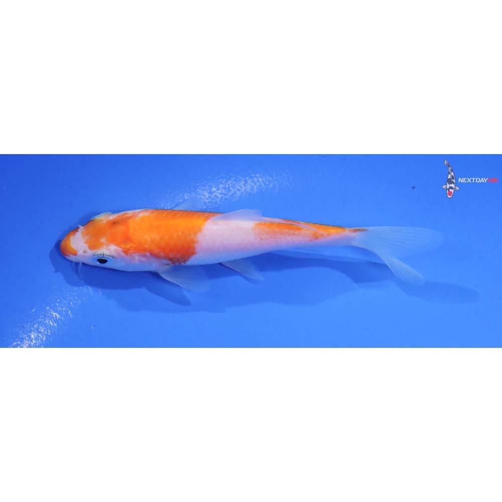 4.5” Imported Kohaku