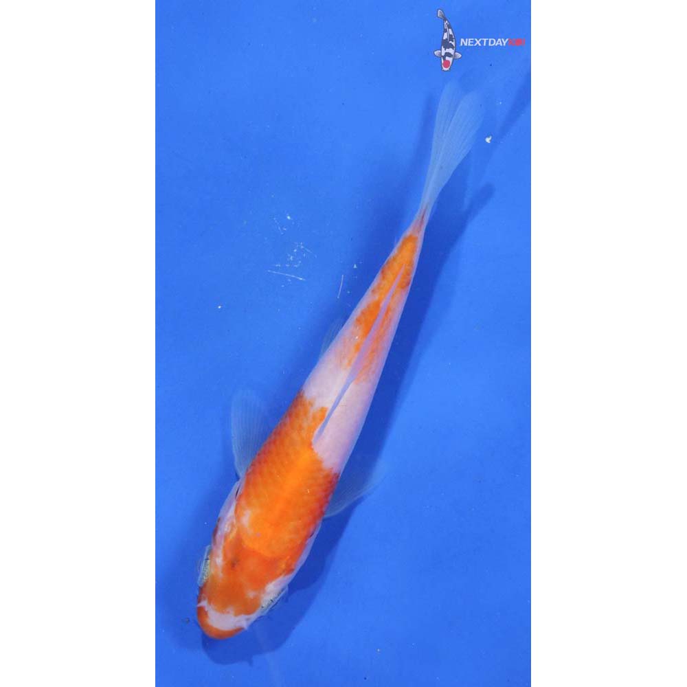 4.5” Imported Kohaku