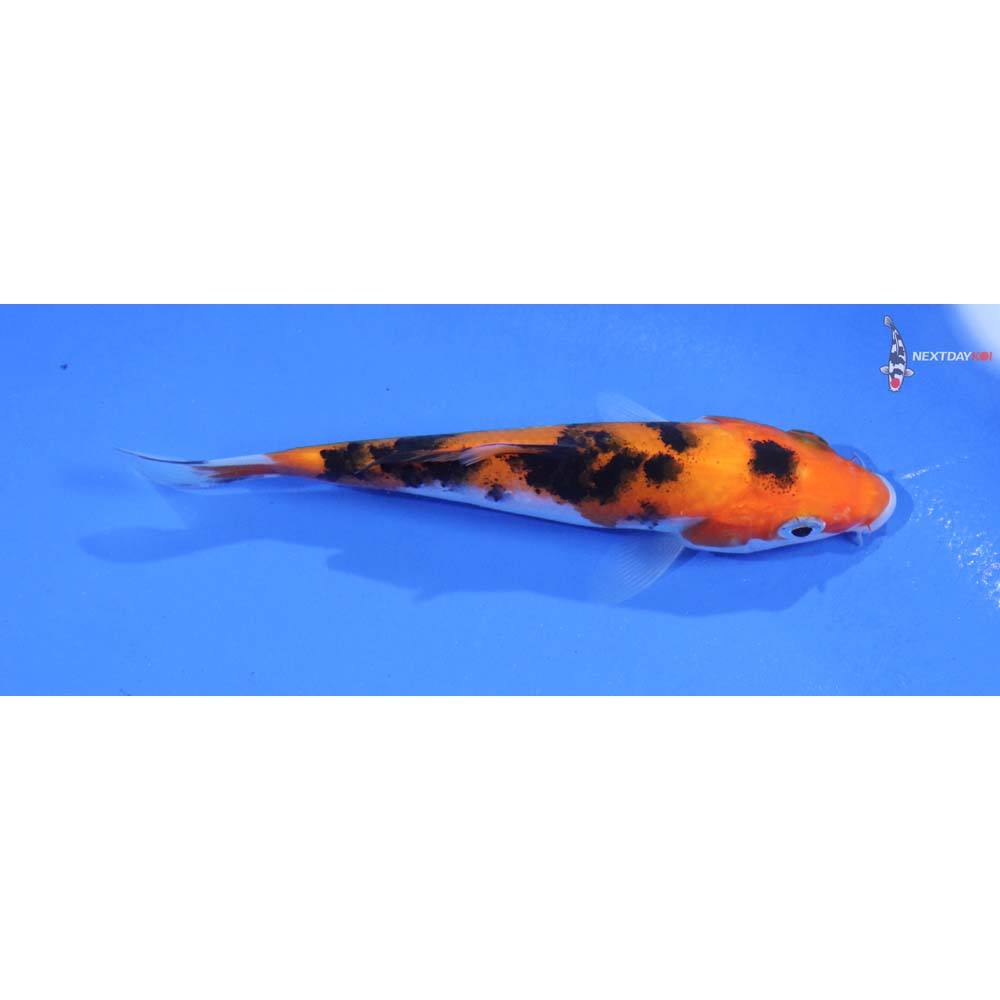 4.5” Imported Doitsu Aka Bekko