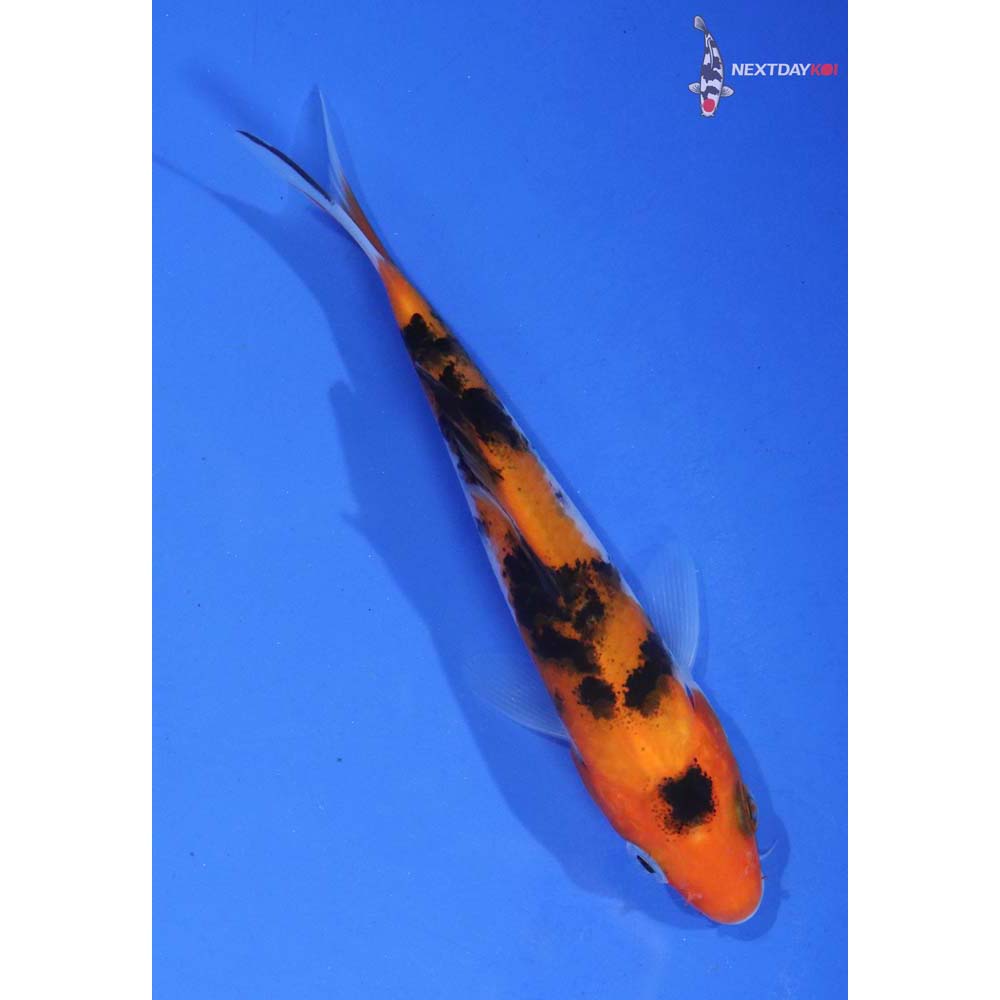 4.5” Imported Doitsu Aka Bekko