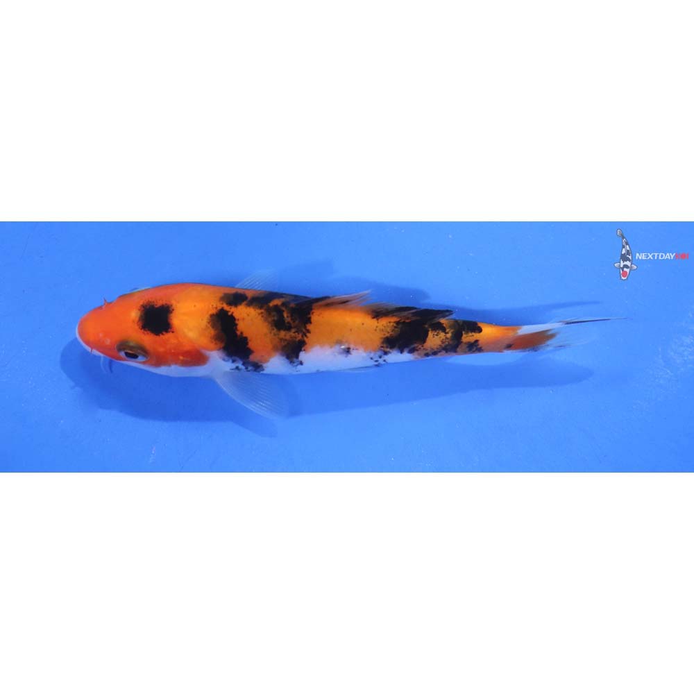 4.5” Imported Doitsu Aka Bekko