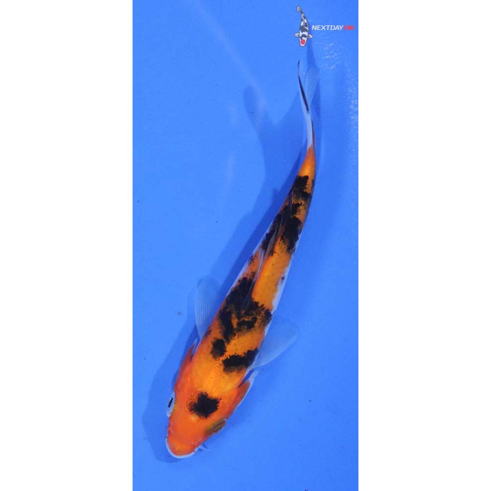 4.5” Imported Doitsu Aka Bekko