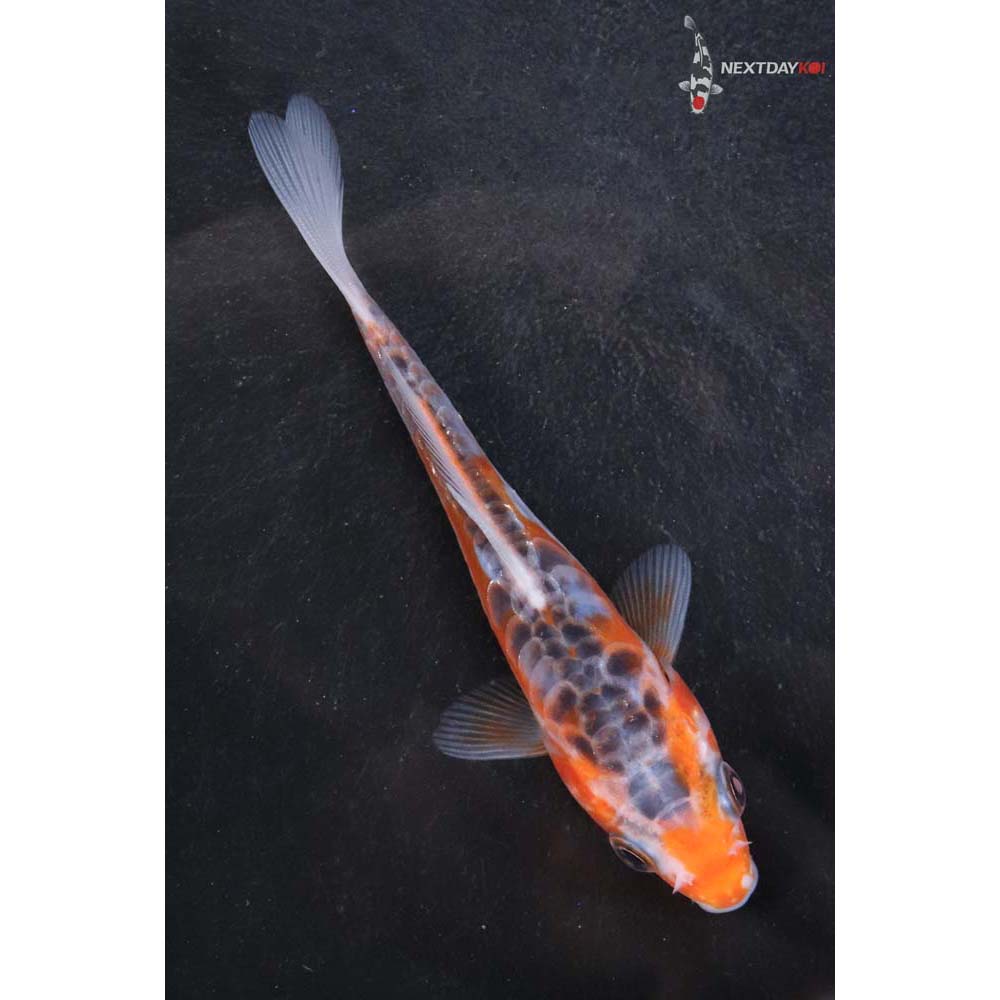 4” Imported Shusui