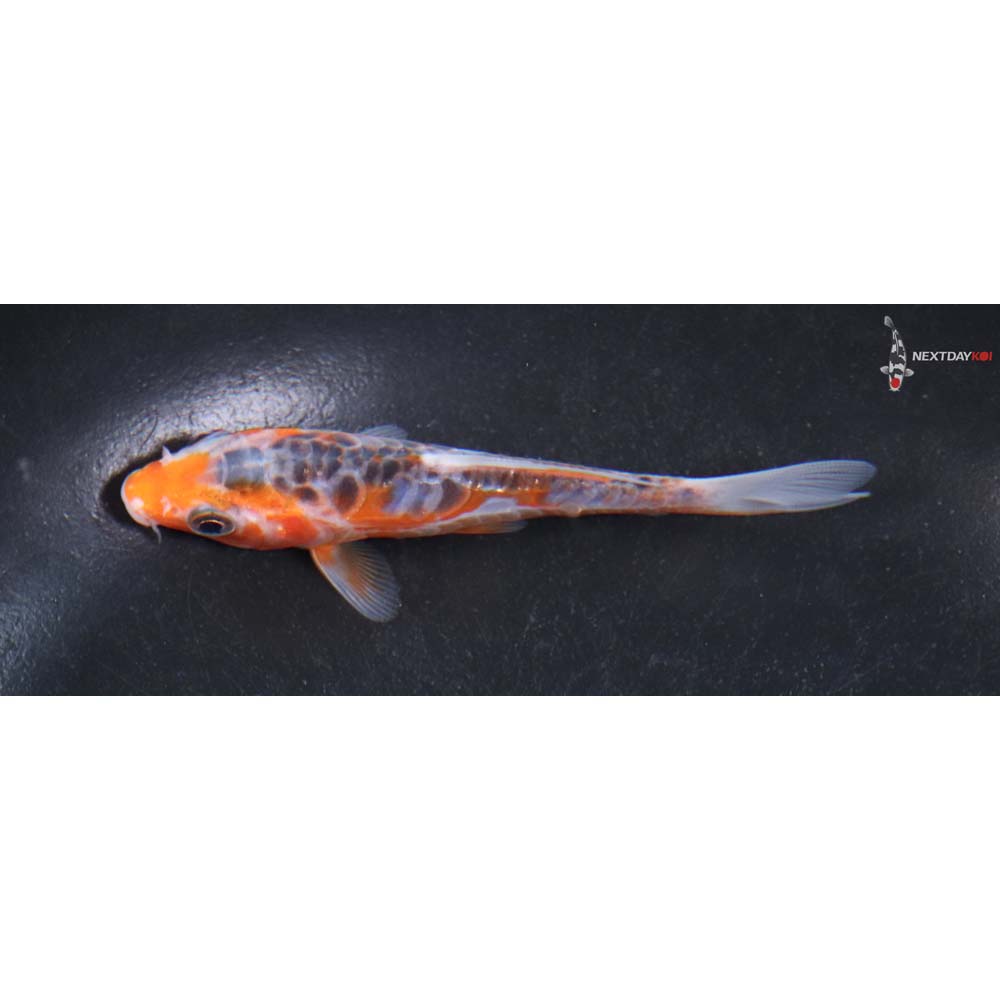 4” Imported Shusui