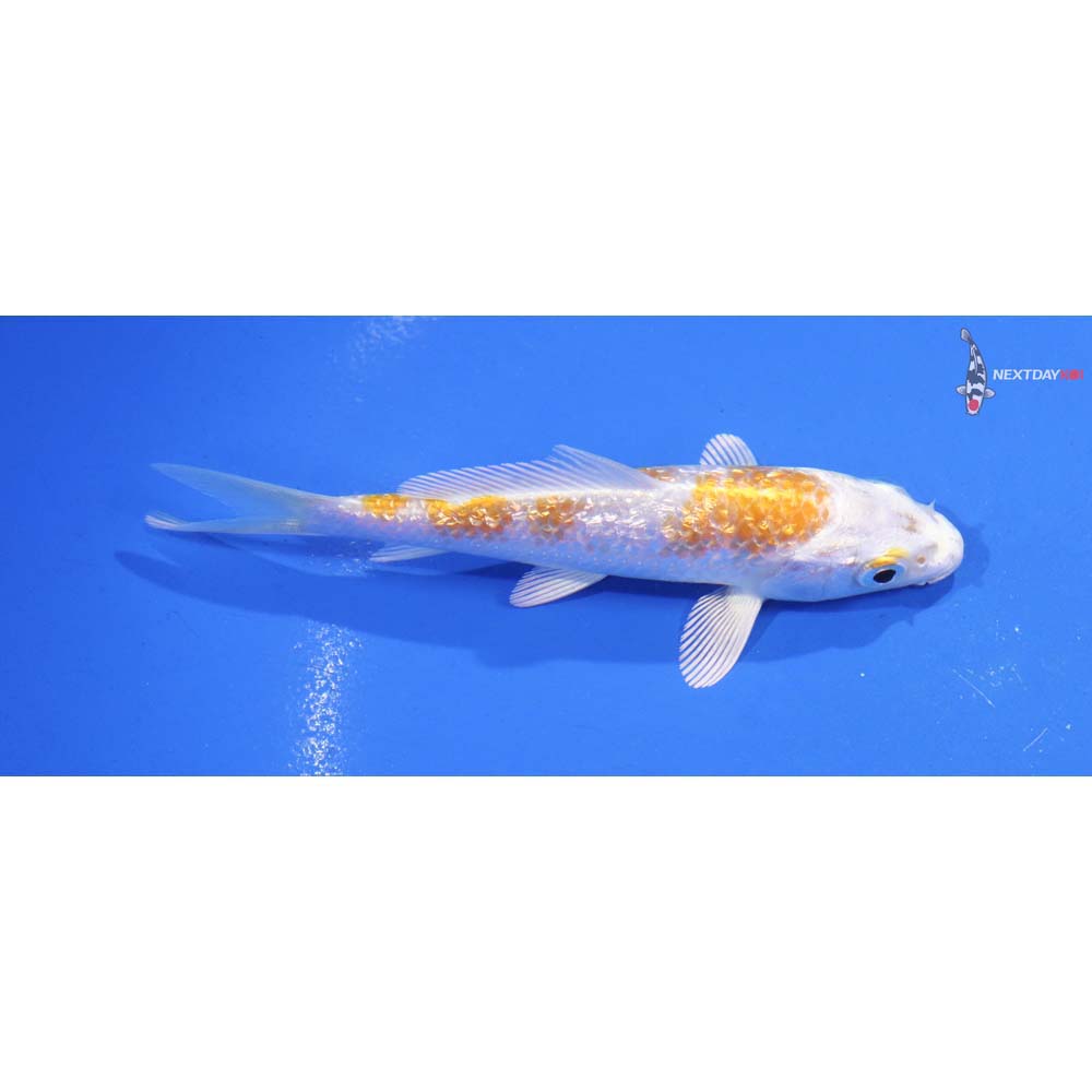 4.5” Imported Lemon Hariwake