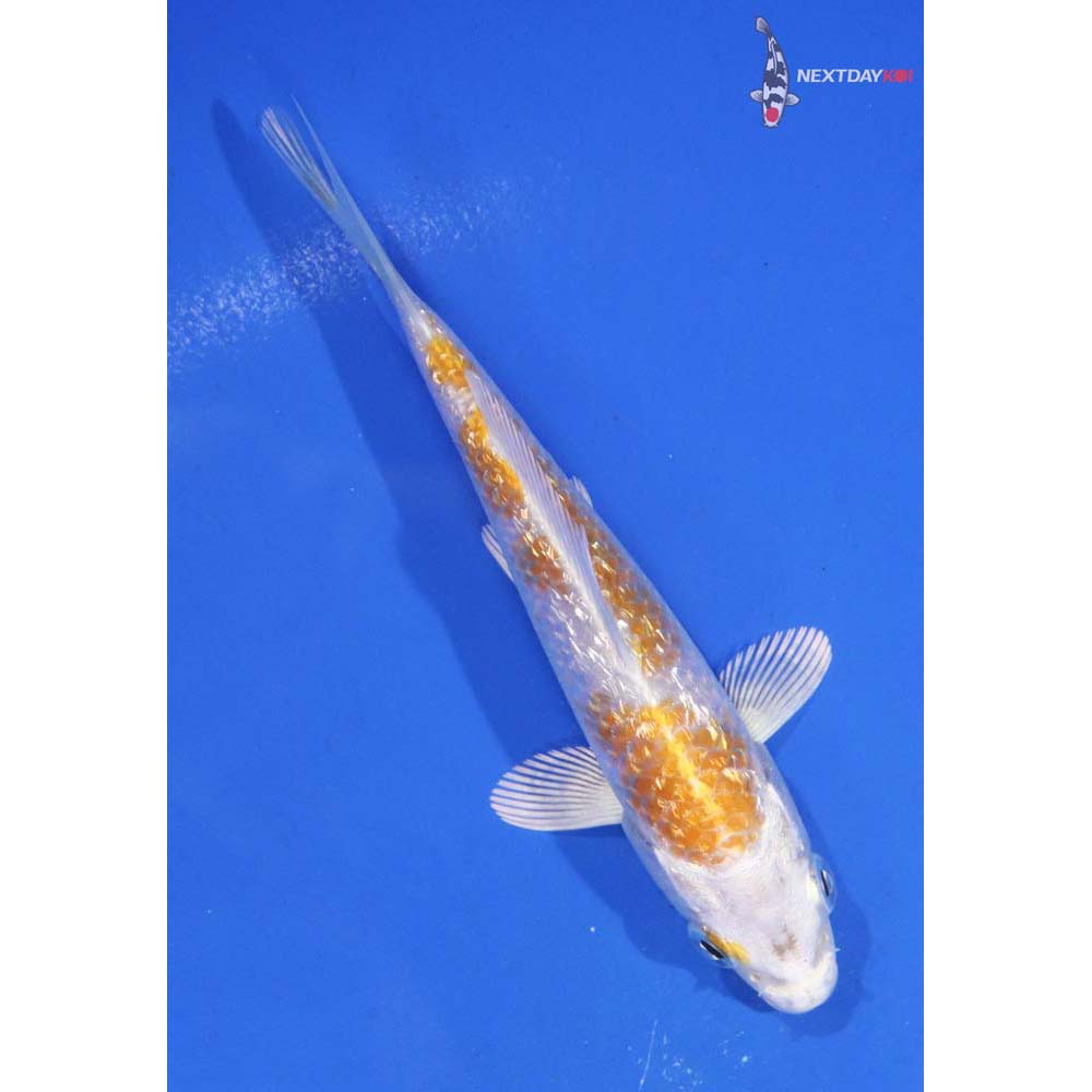 4.5” Imported Lemon Hariwake
