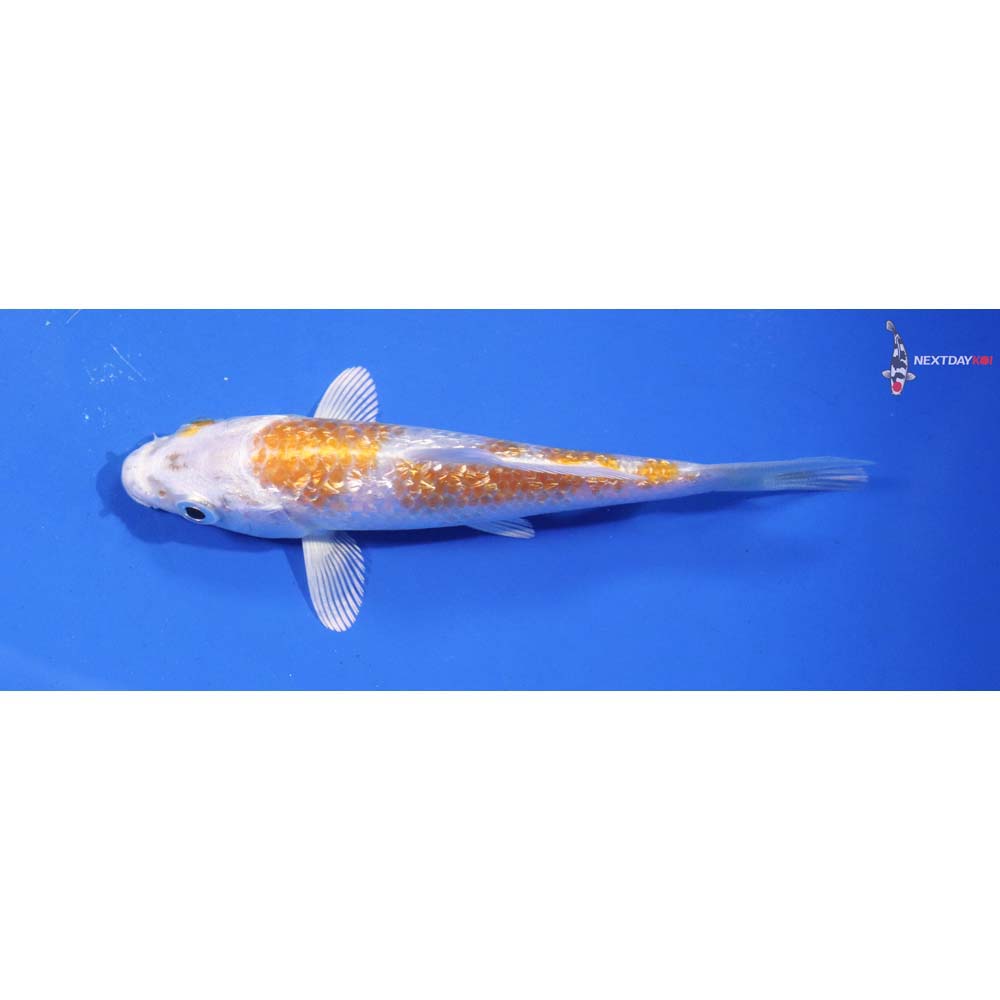 4.5” Imported Lemon Hariwake