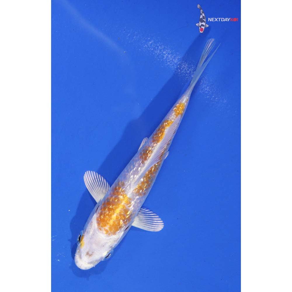 4.5” Imported Lemon Hariwake