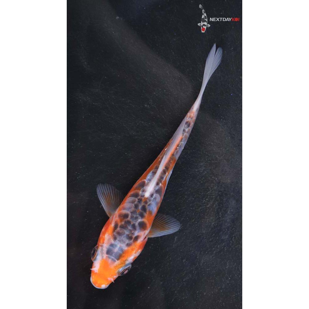 4” Imported Shusui