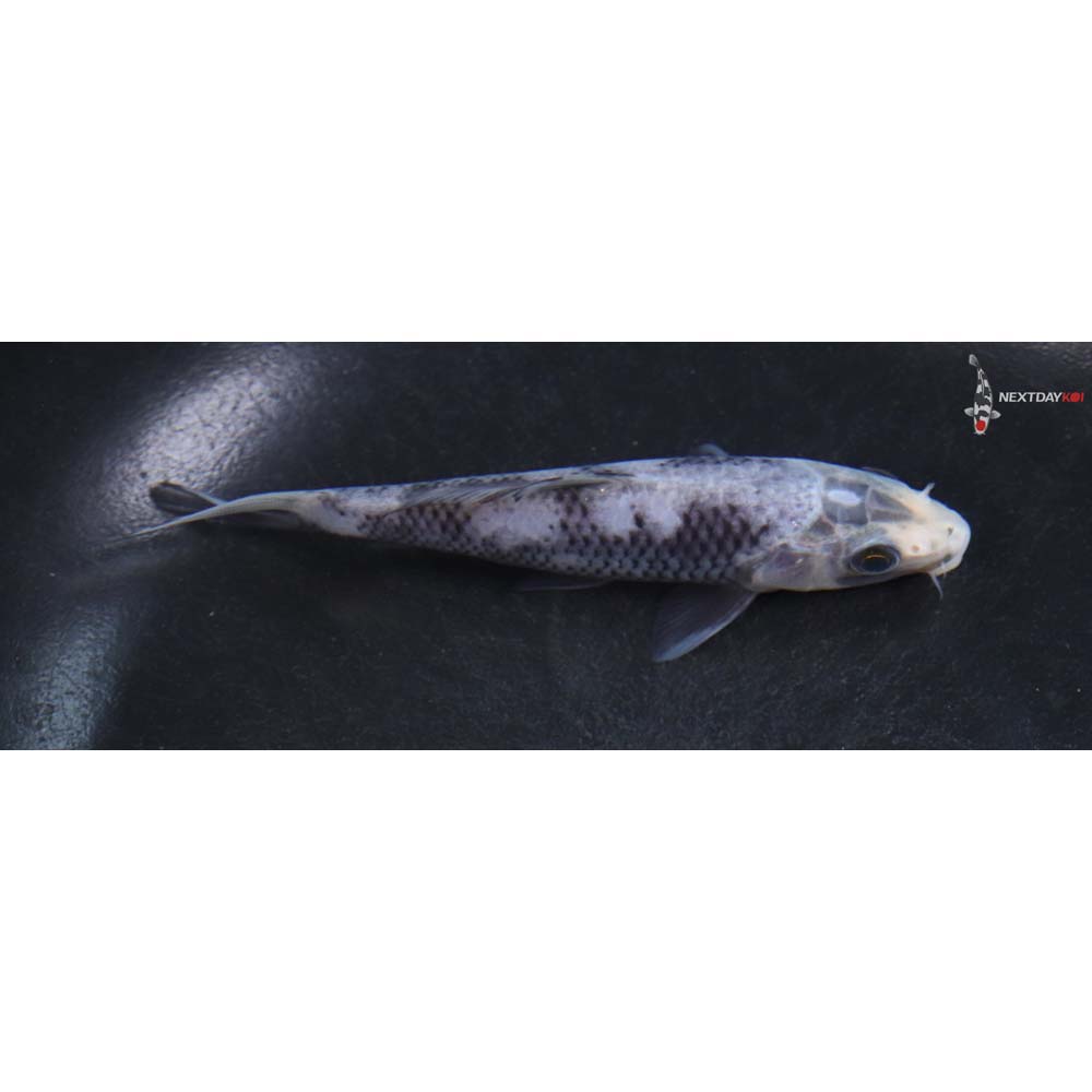 4.5” Imported Matsukawabakke
