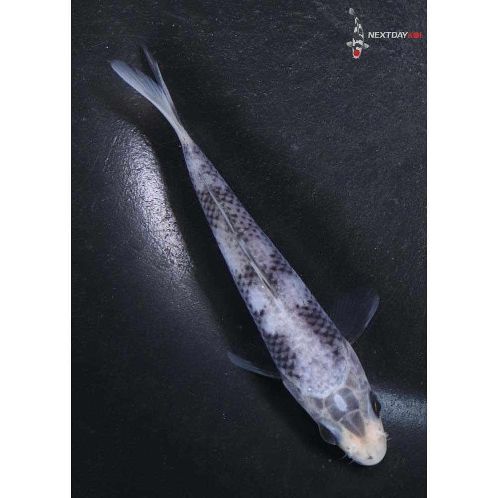 4.5” Imported Matsukawabakke