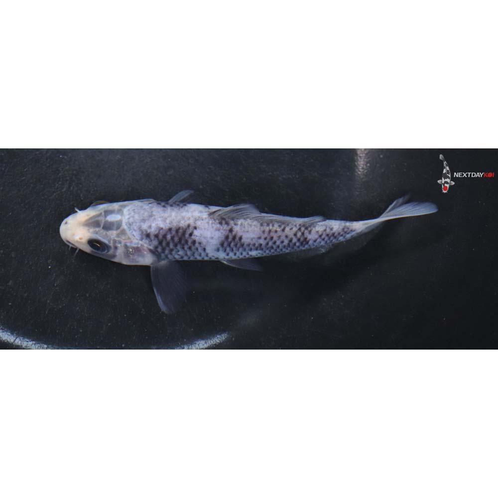4.5” Imported Matsukawabakke
