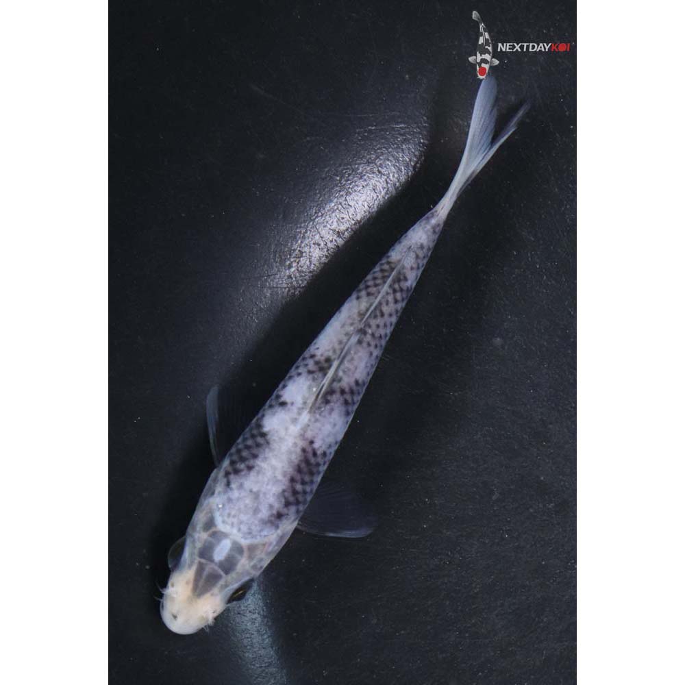 4.5” Imported Matsukawabakke