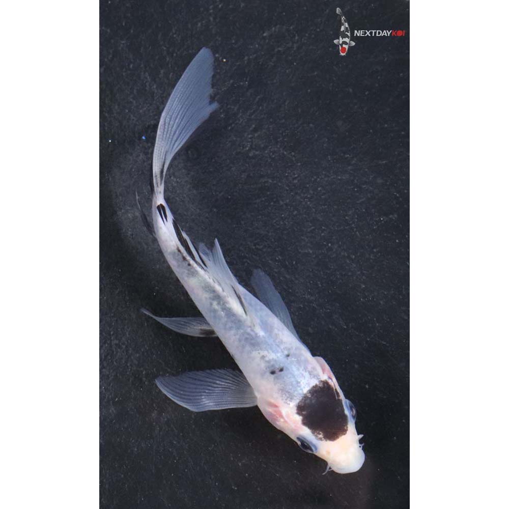 4” Imported Goromo Butterfly Koi