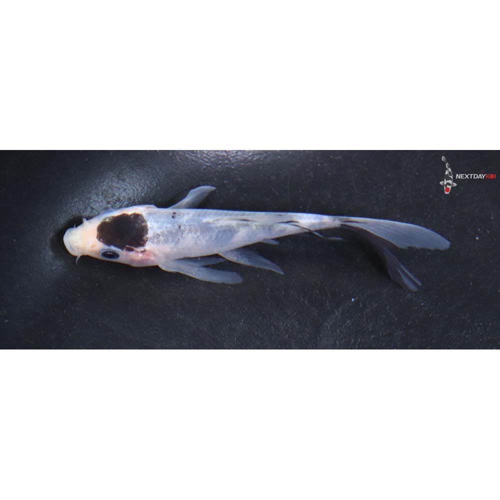 4” Imported Goromo Butterfly Koi