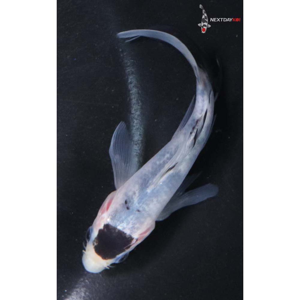 4” Imported Goromo Butterfly Koi