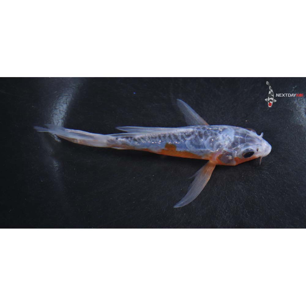 4.5” Imported Shusui Butterfly Koi