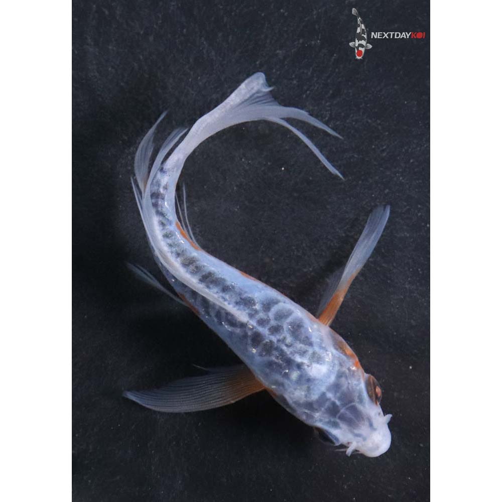 4.5” Imported Shusui Butterfly Koi