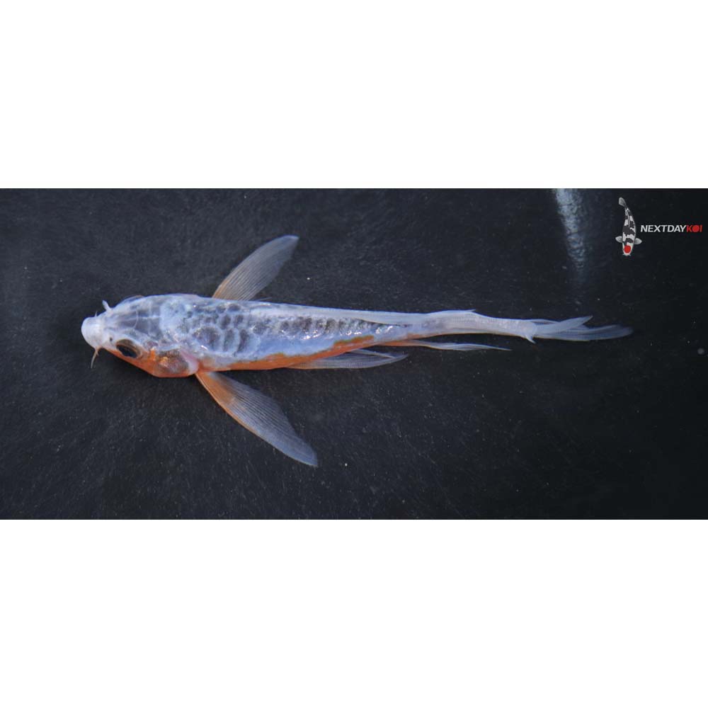 4.5” Imported Shusui Butterfly Koi