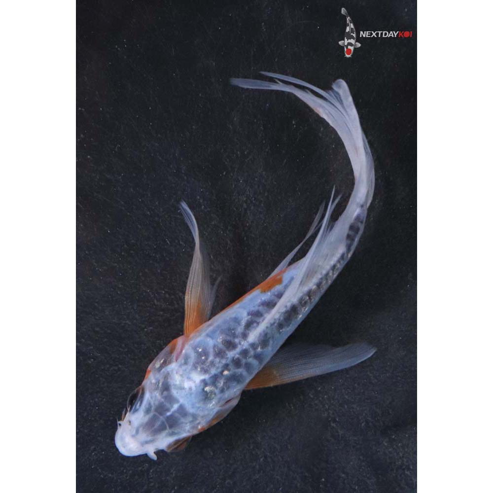 4.5” Imported Shusui Butterfly Koi