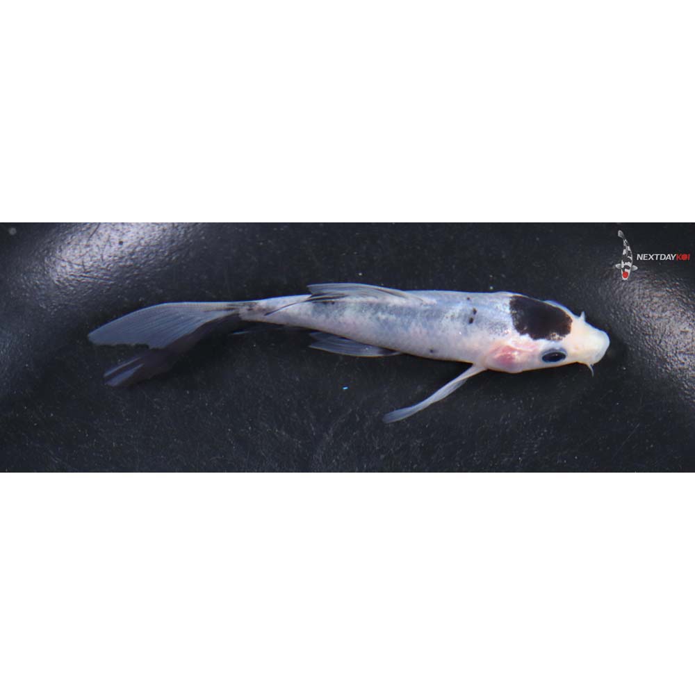 4” Imported Goromo Butterfly Koi