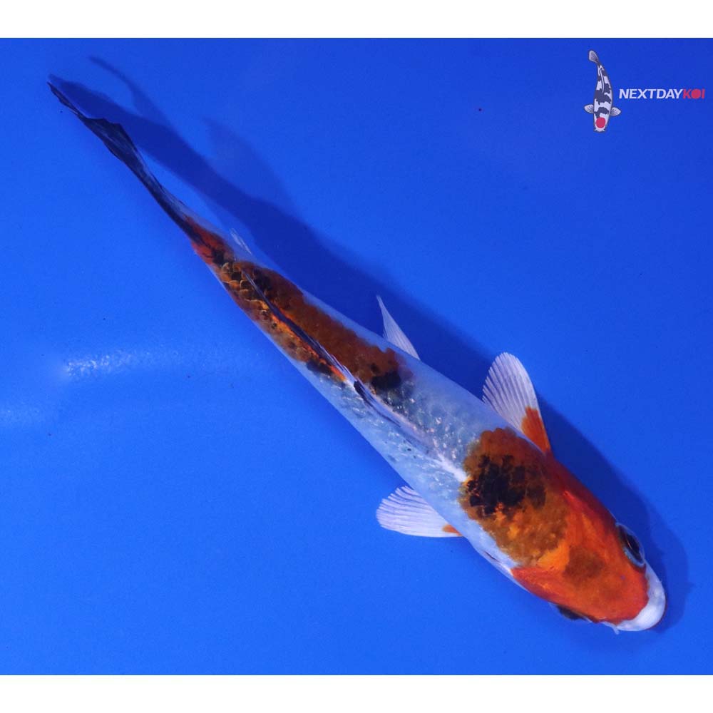 4.5” Imported Yamato Nishiki