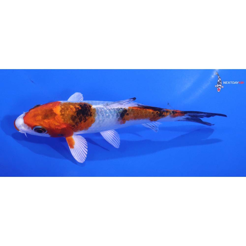 4.5” Imported Yamato Nishiki