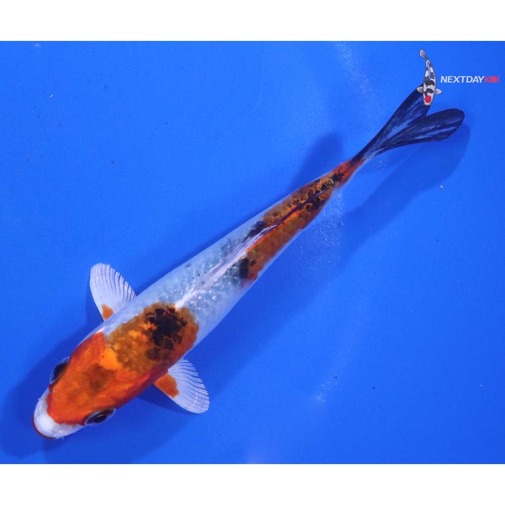 4.5” Imported Yamato Nishiki
