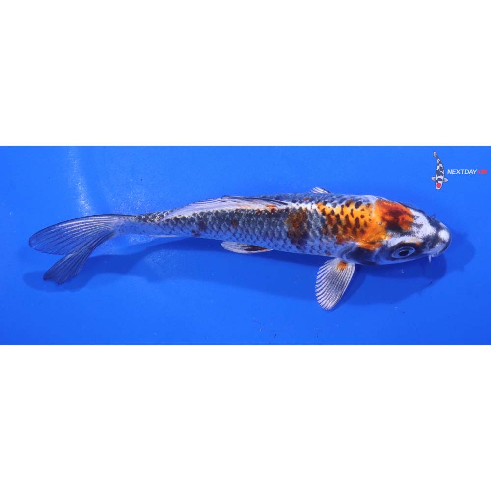 5.5” Imported Kujaku