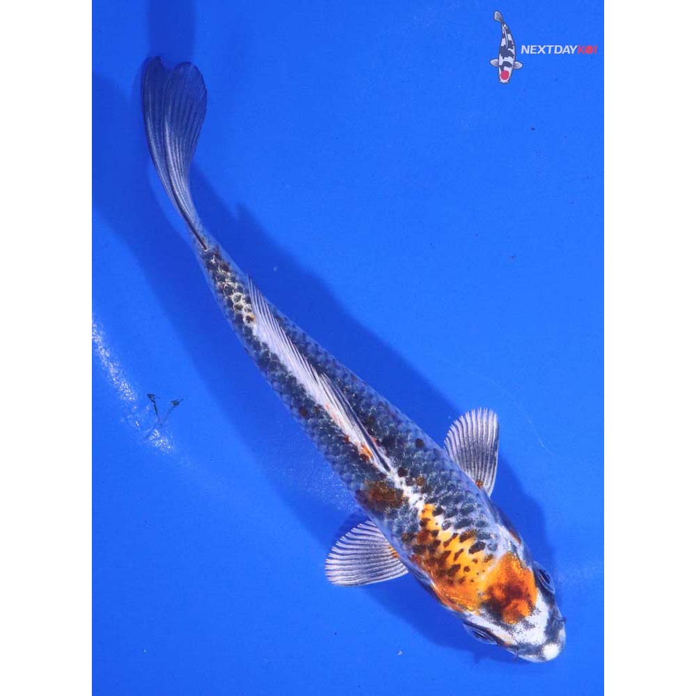 5.5” Imported Kujaku