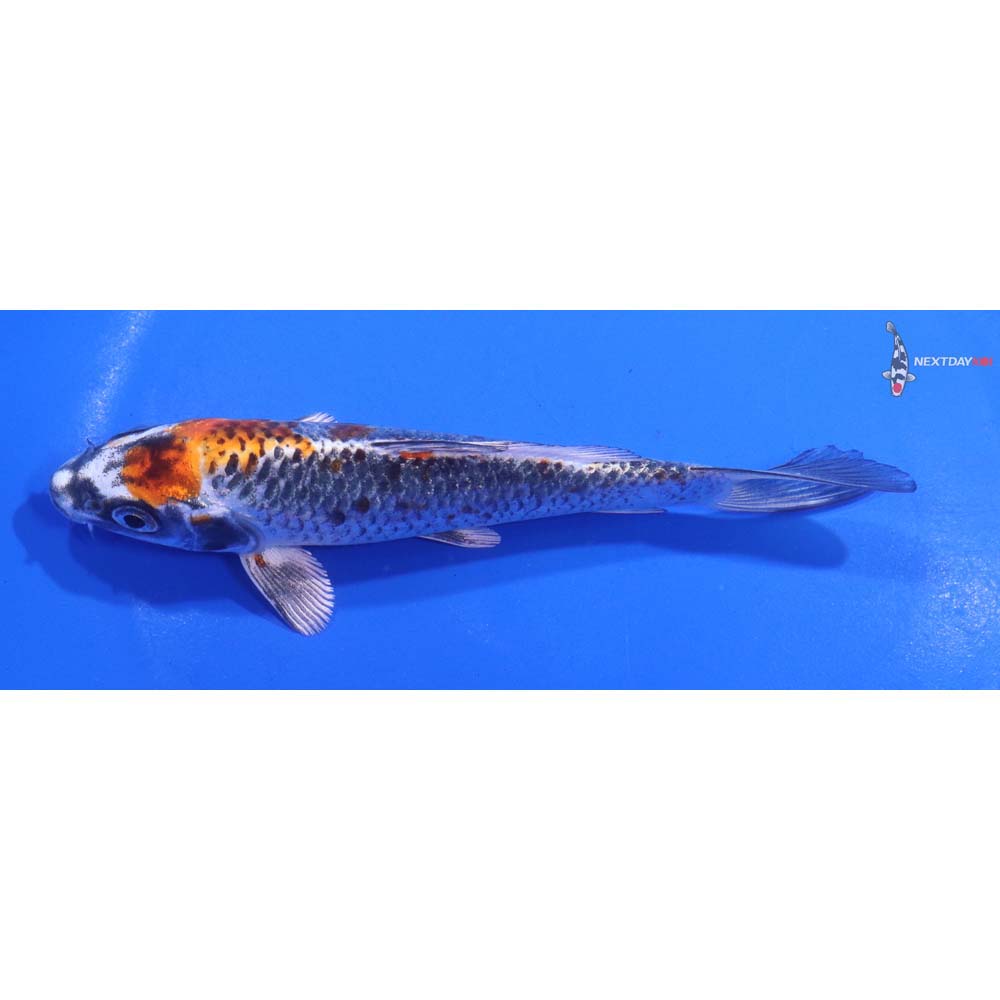 5.5” Imported Kujaku
